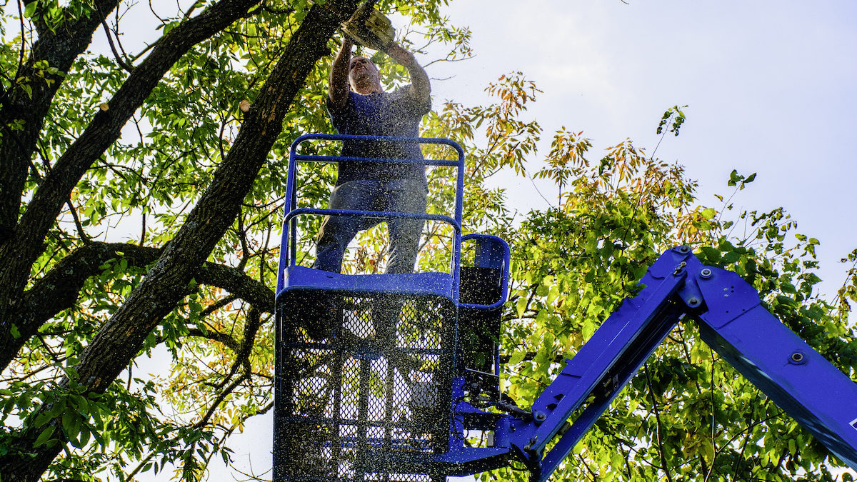 tree trimming lift rental near me