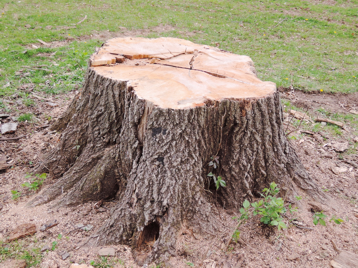 Have you cut down a tree in your yard and have an ugly tree stump left? 