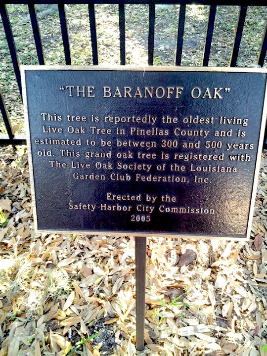 Baranoff Oak Sign - Visit the Famous Historic Baranoff Live Oak in Safety Harbor