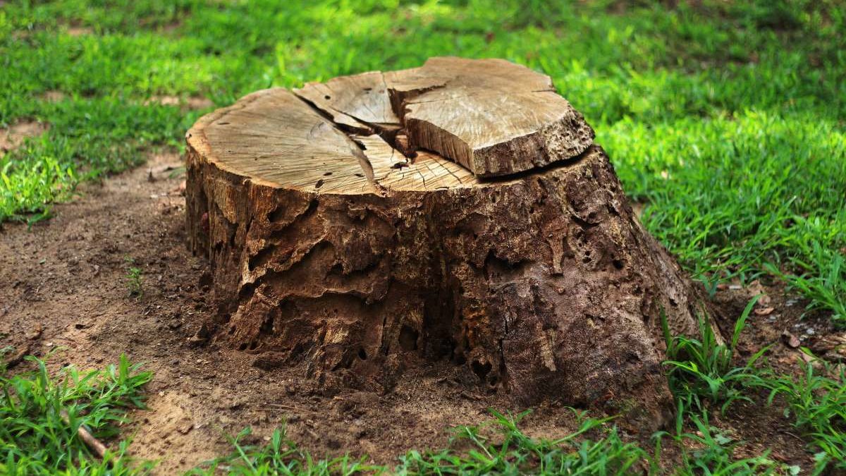 Warner Tree Service 2.3.2020 Main Pic 1200x675 - Why Should I Grind Down My Tree Stump?