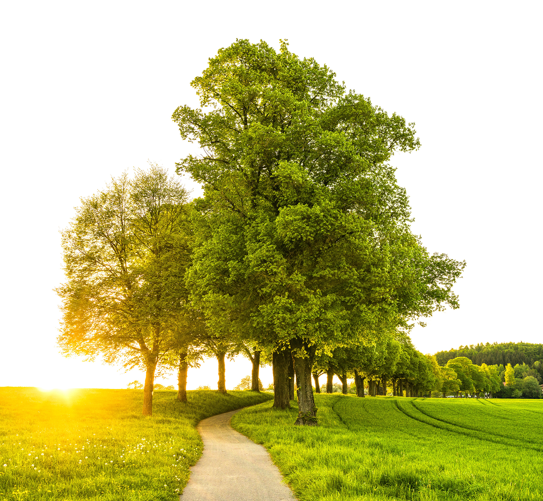 healthy florida oak trees