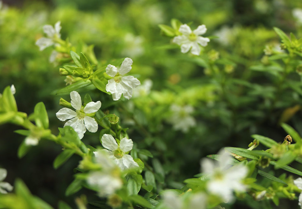 evergreen shrubs