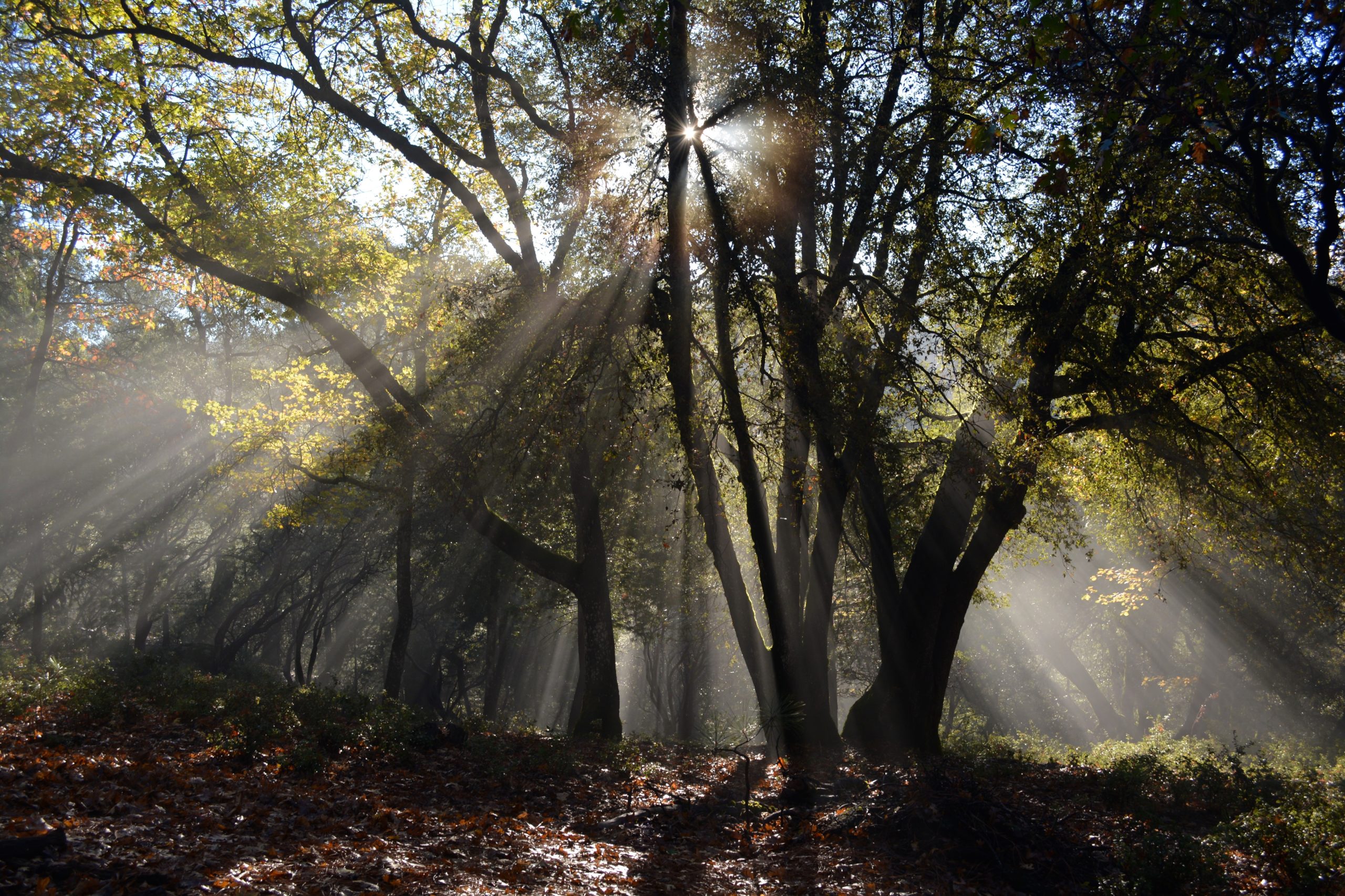 The Most Common Florida Trees Warner Tree Service