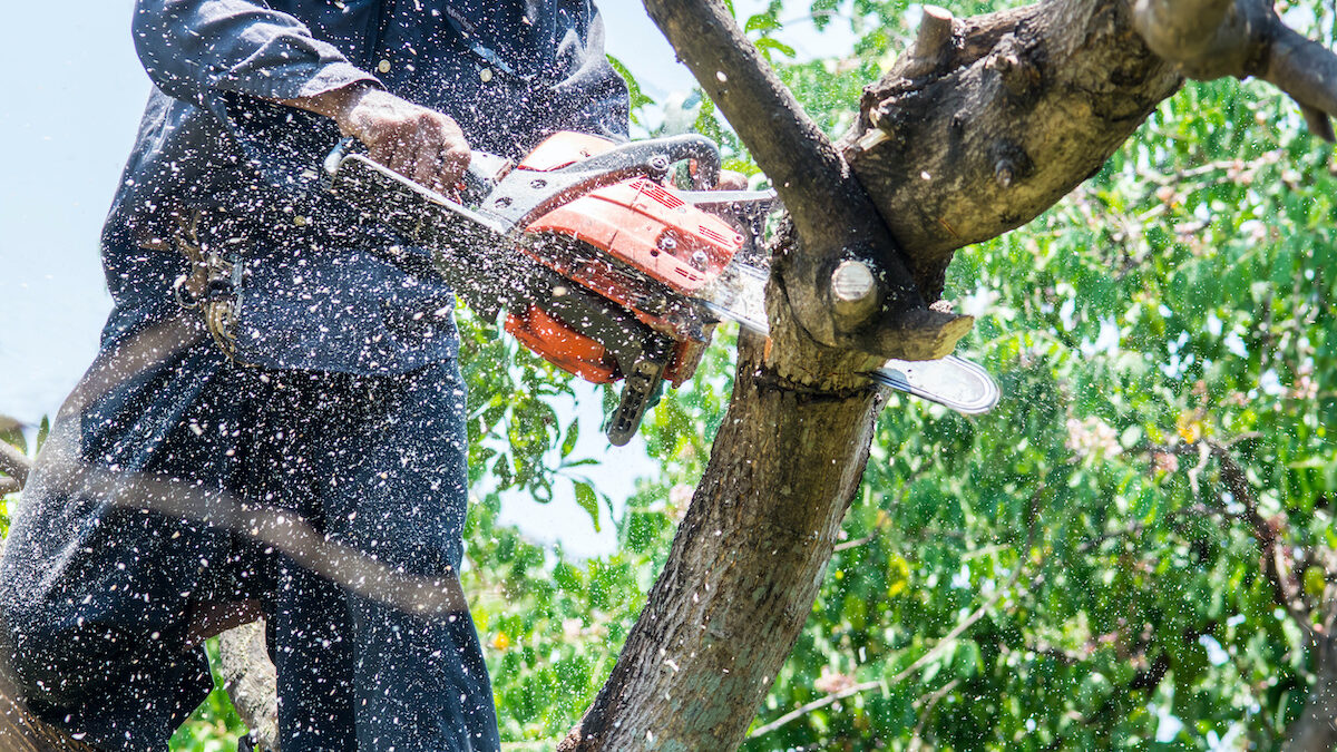 Benefits of Tree Removal Services – Warner Tree Service