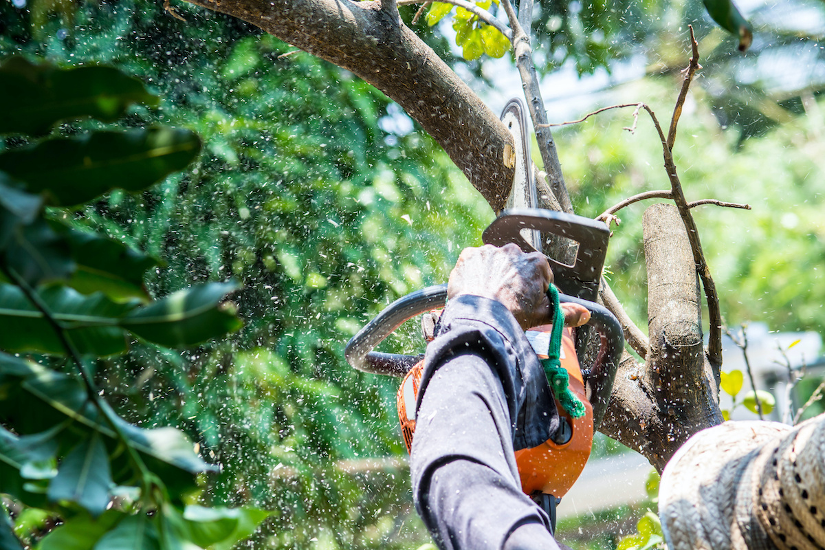 Tree Trimming