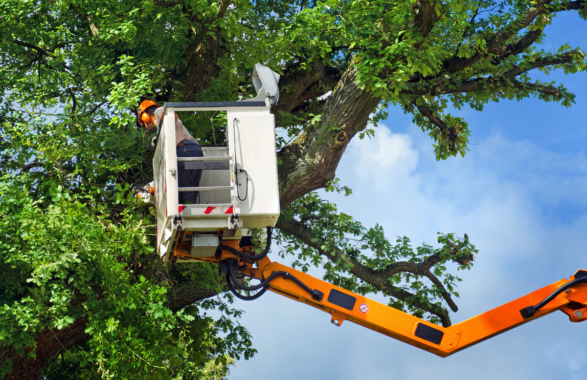 Tree Removal In Rockaway Nj