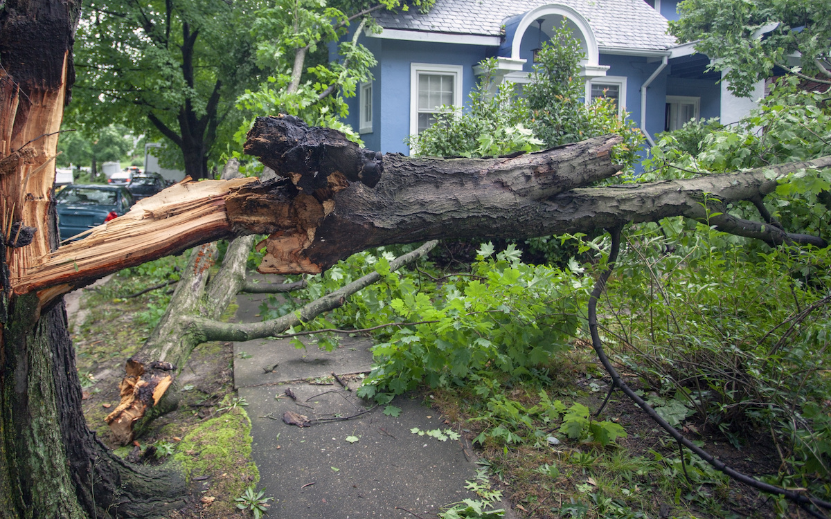 Preparing Your Trees for Hurricane Season Warner Tree Service