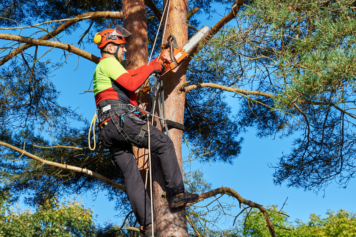 The Importance of Regular Tree Trimming – Warner Tree Service