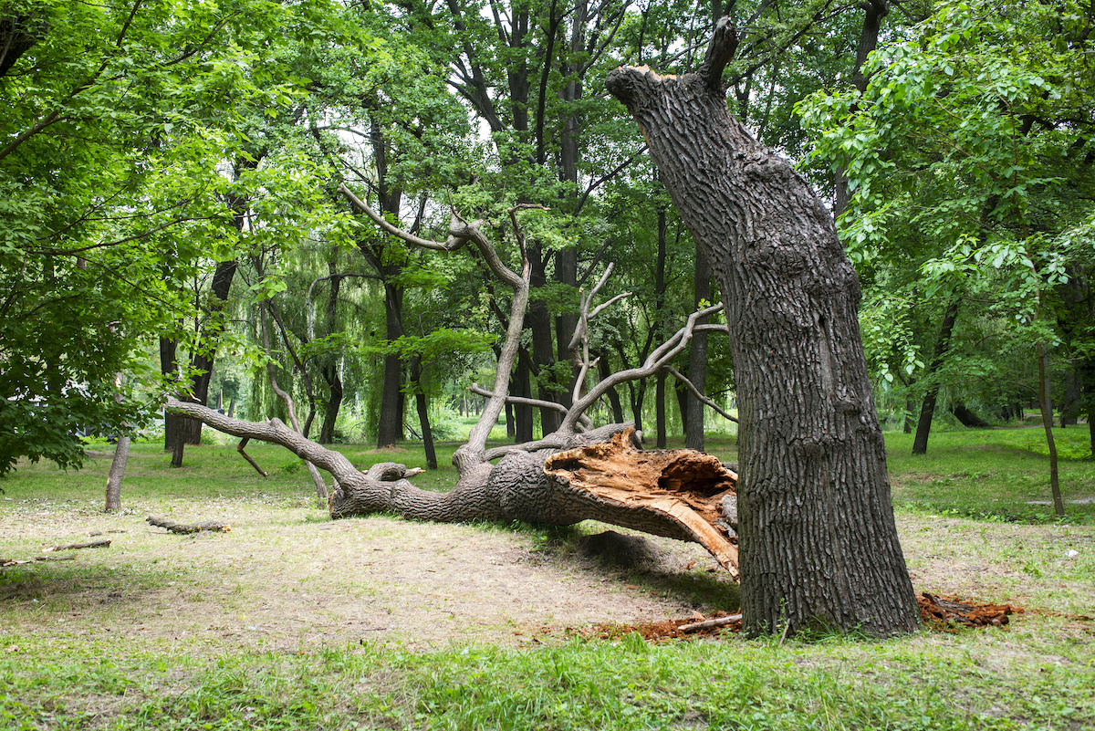 tree damage