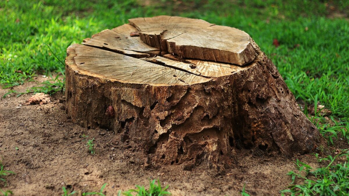 How to Remove a Tree Stump with a Wedge - YouTube