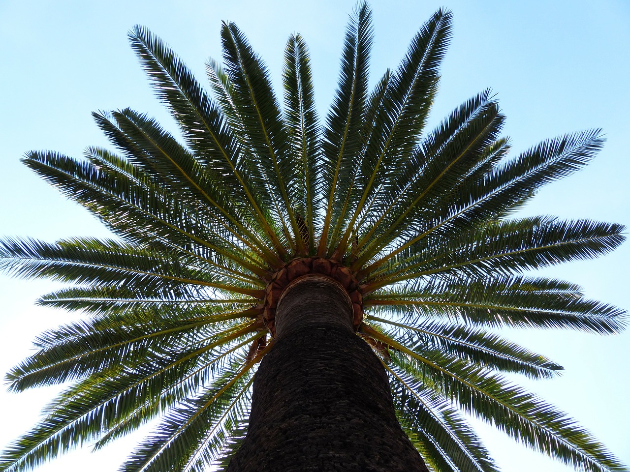 Are palm trees store poisonous to dogs