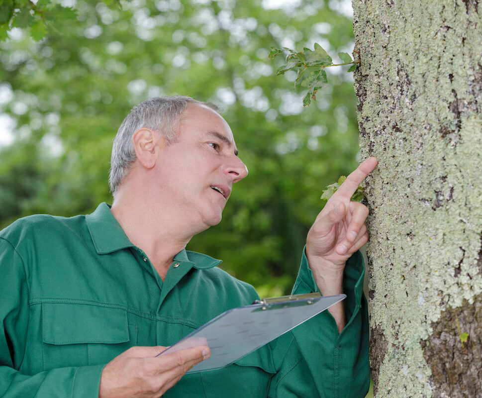 tree specialist inspecting tree