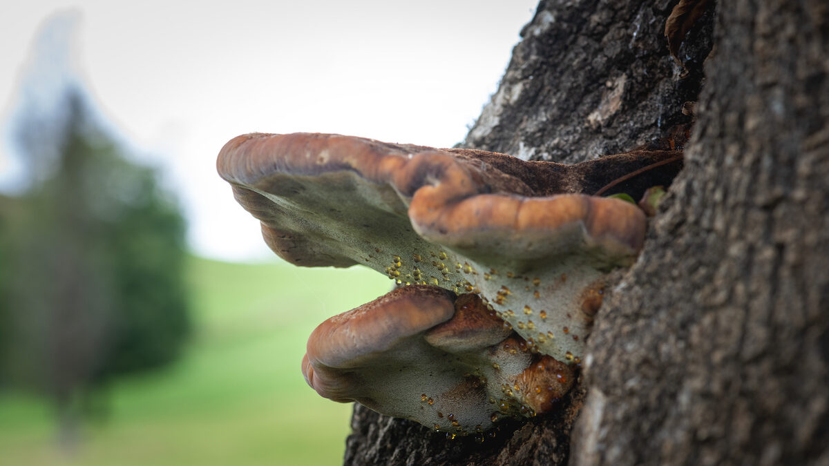 fungus on tree 1200x675 - 9 Signs of Poor Health in Trees