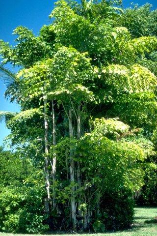 Fishtail Palm Tree UF Extension - Florida Gardening Danger:  Poisonous Palm Trees