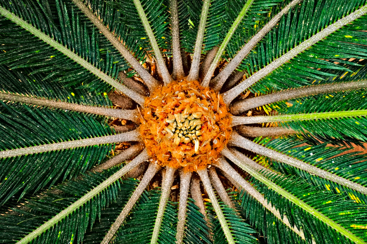 Heart Center Sago Palm Seeds - Florida Gardening Danger:  Poisonous Palm Trees