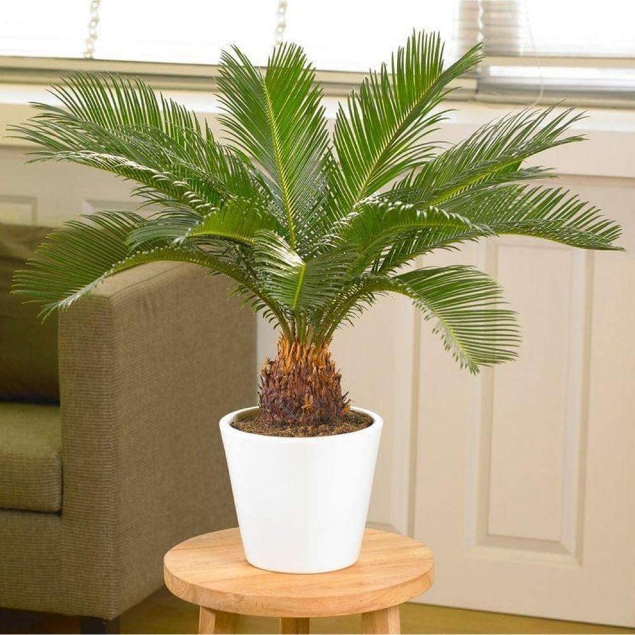 Are sago palm trees poisonous best sale to dogs