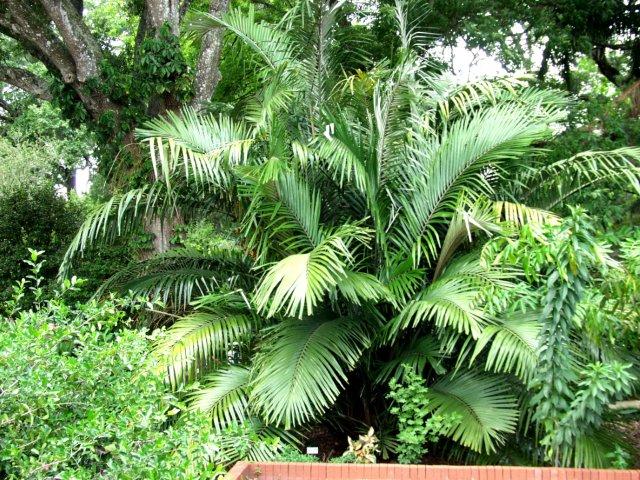 formosa palm tree in landscape - Florida Gardening Danger:  Poisonous Palm Trees