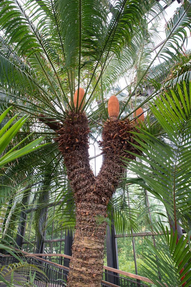 queen sago palm tree Photo by William Hill