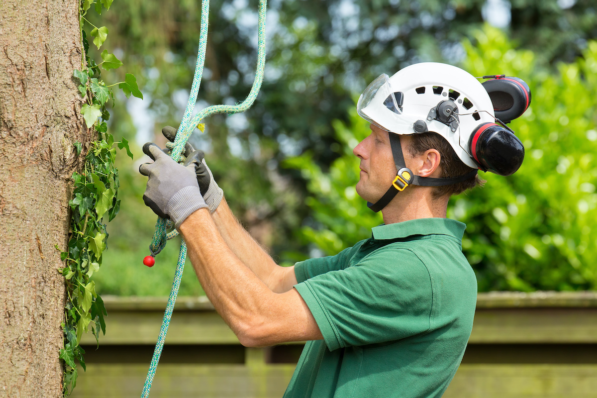 About Tree People - ISA Certified Arborist in Seattle WA