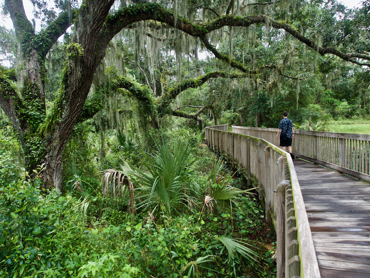 Majestic Florida Oak Tree Care - Warner Tree Service