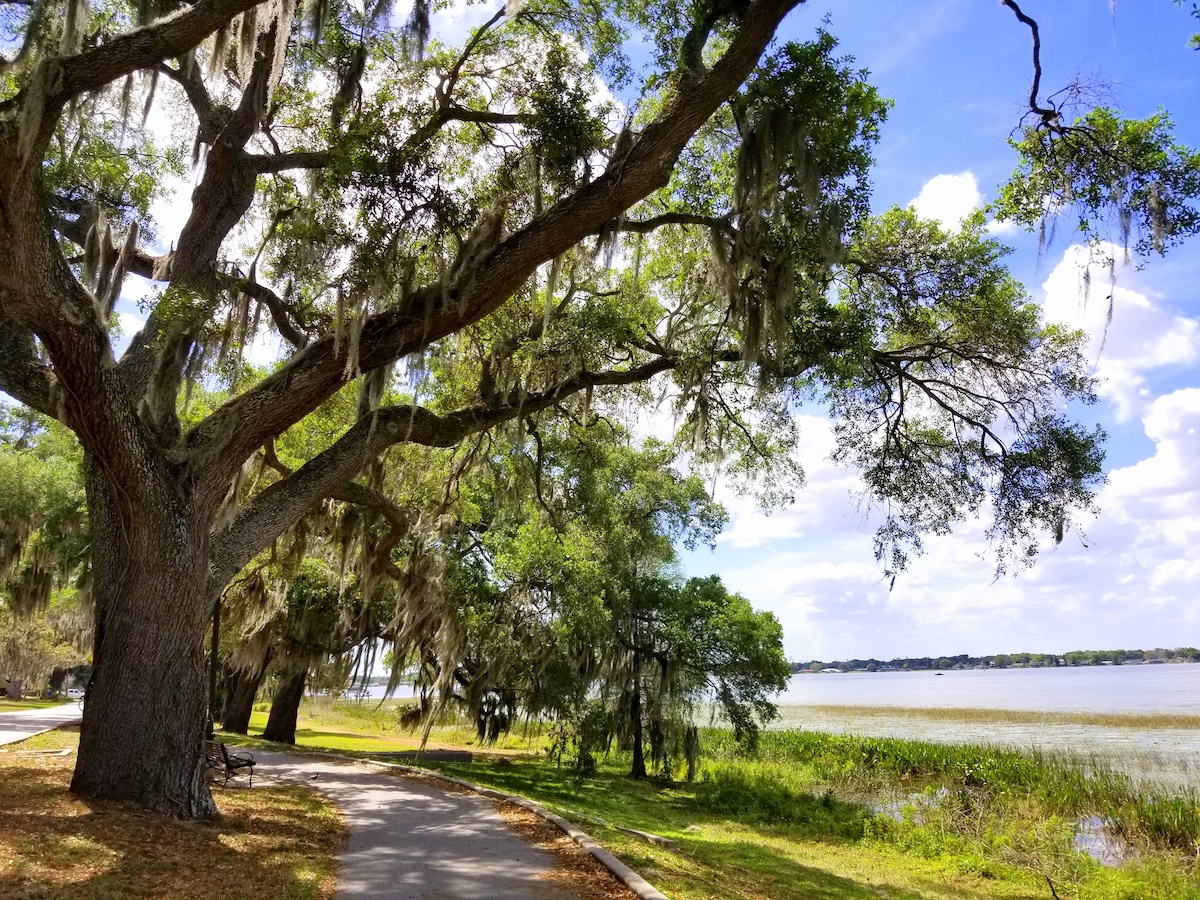 Florida oak trees