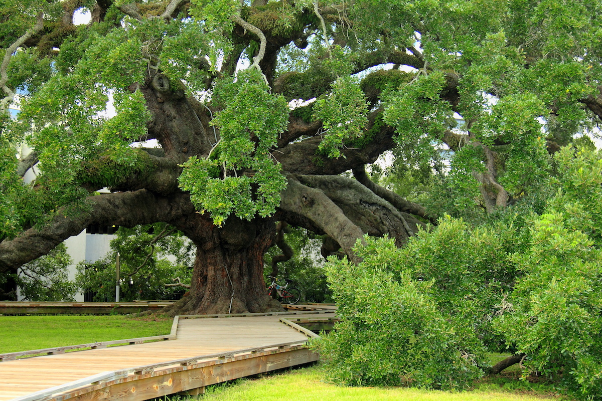 Majestic Florida Oak Tree Care  Warner Tree Service