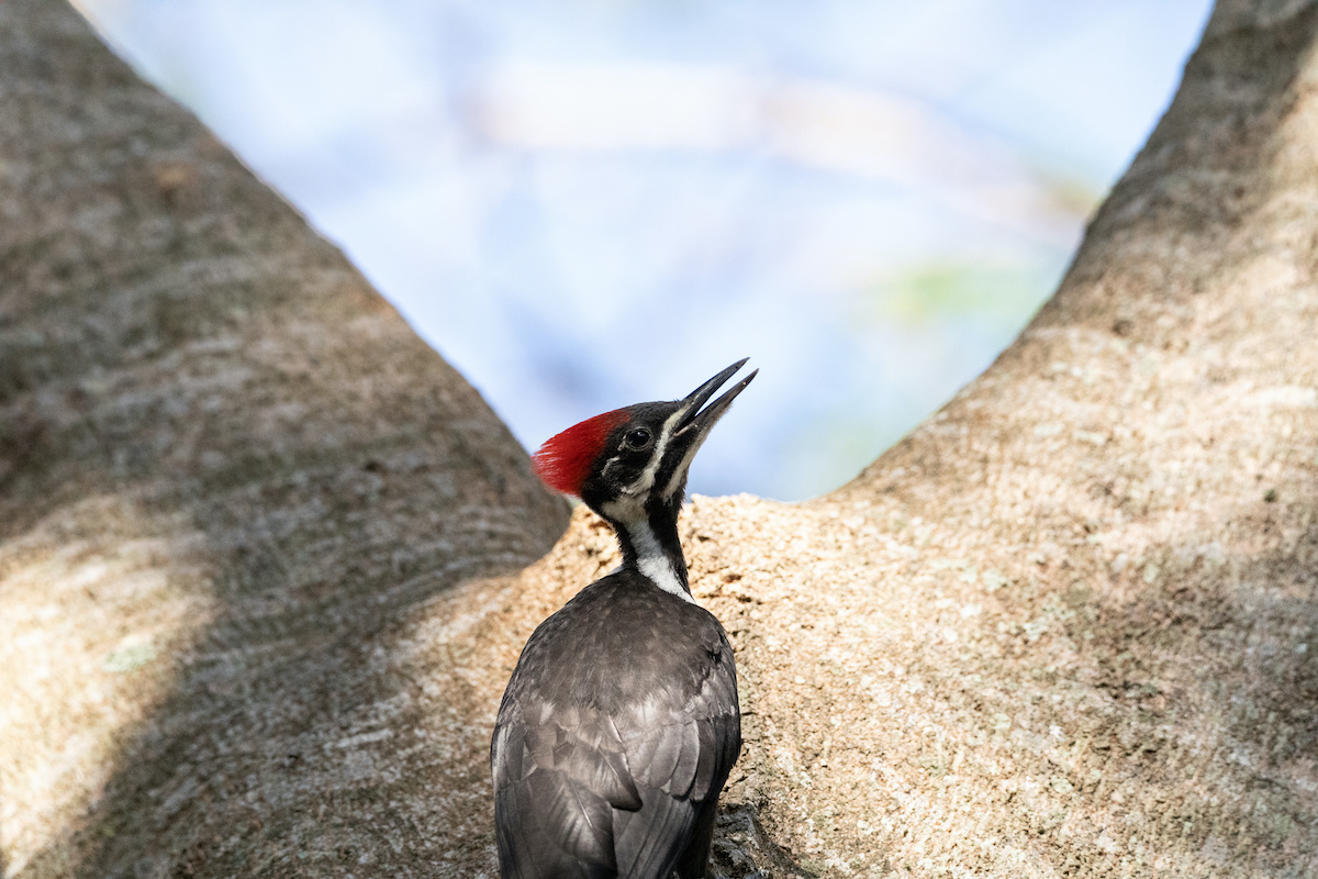 Red Head Woodpecker in Florida Oak - Majestic Florida Oak Tree Care