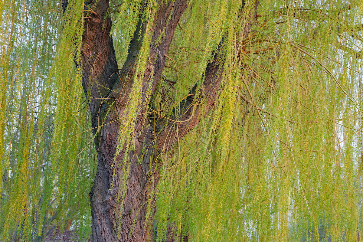 weeping willow trees in florida 