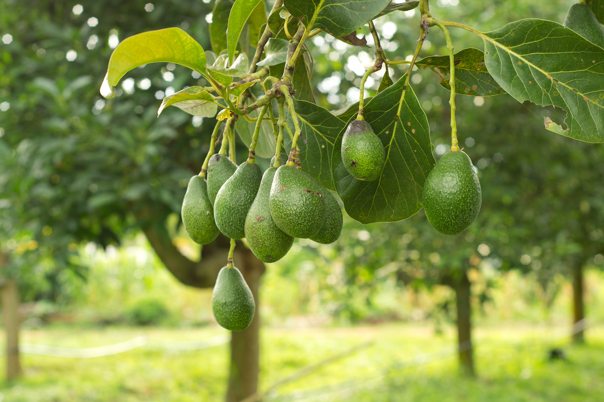 fruit trees in florida