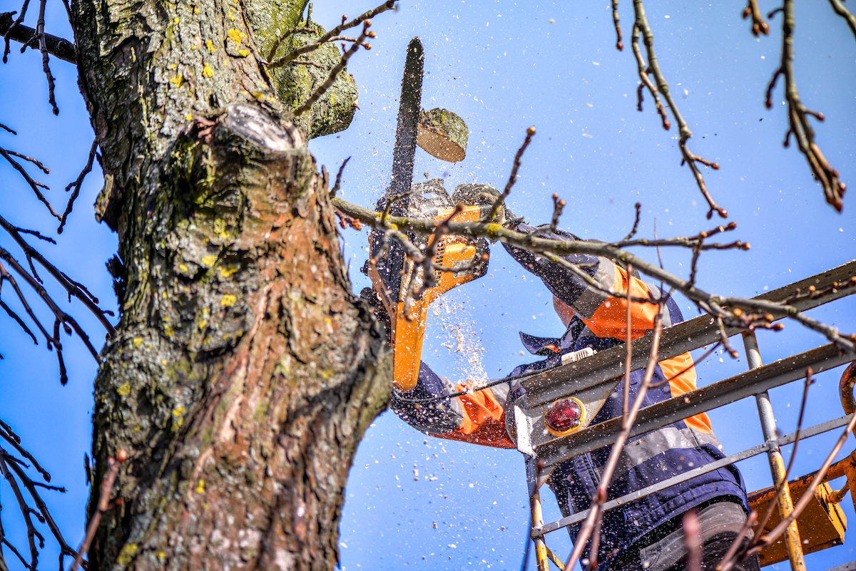 tree trimming