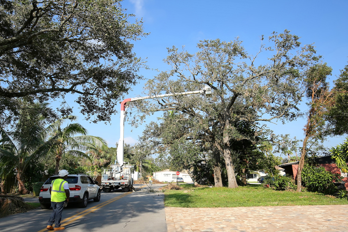 tree trimming