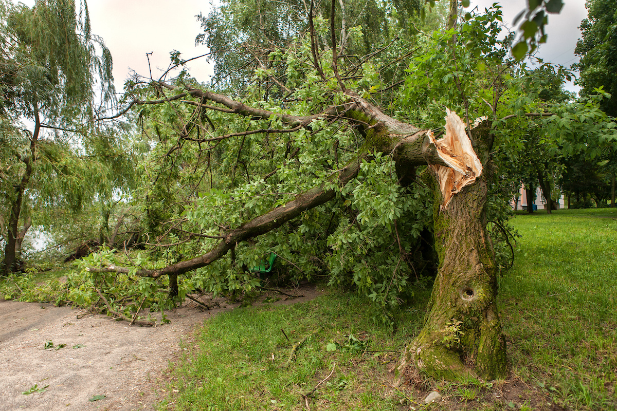 hurricane tree damage