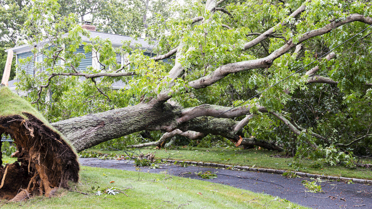 hurricane tree damage