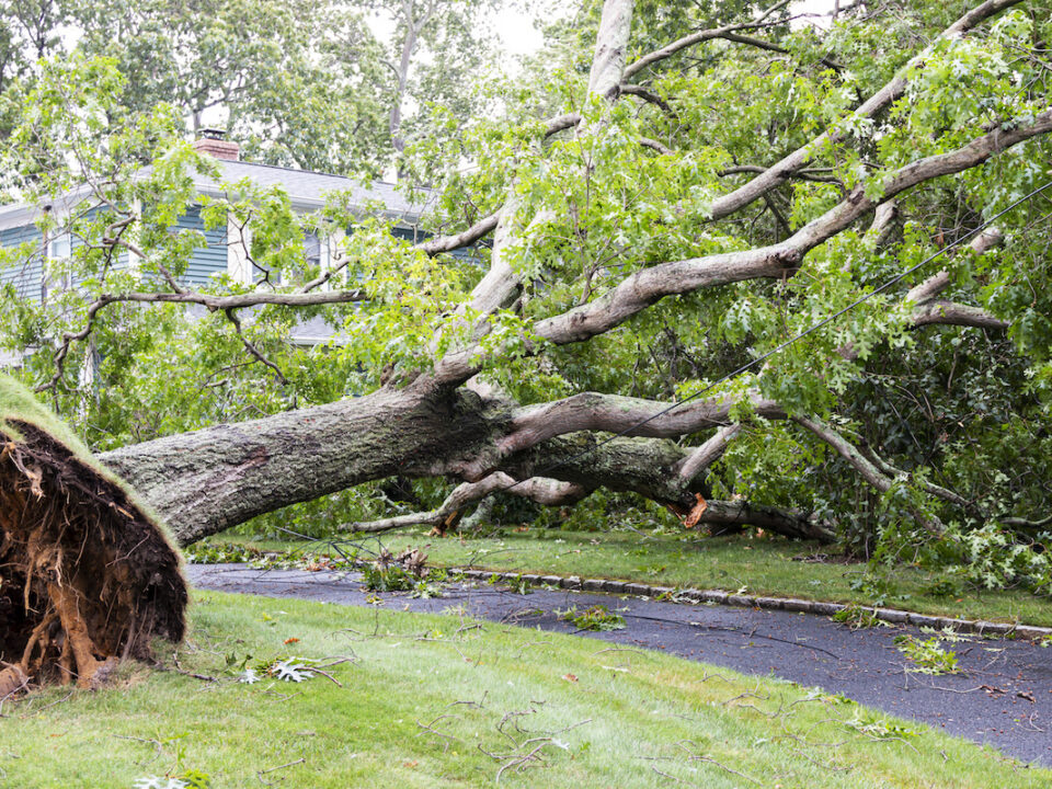 hurricane tree damage