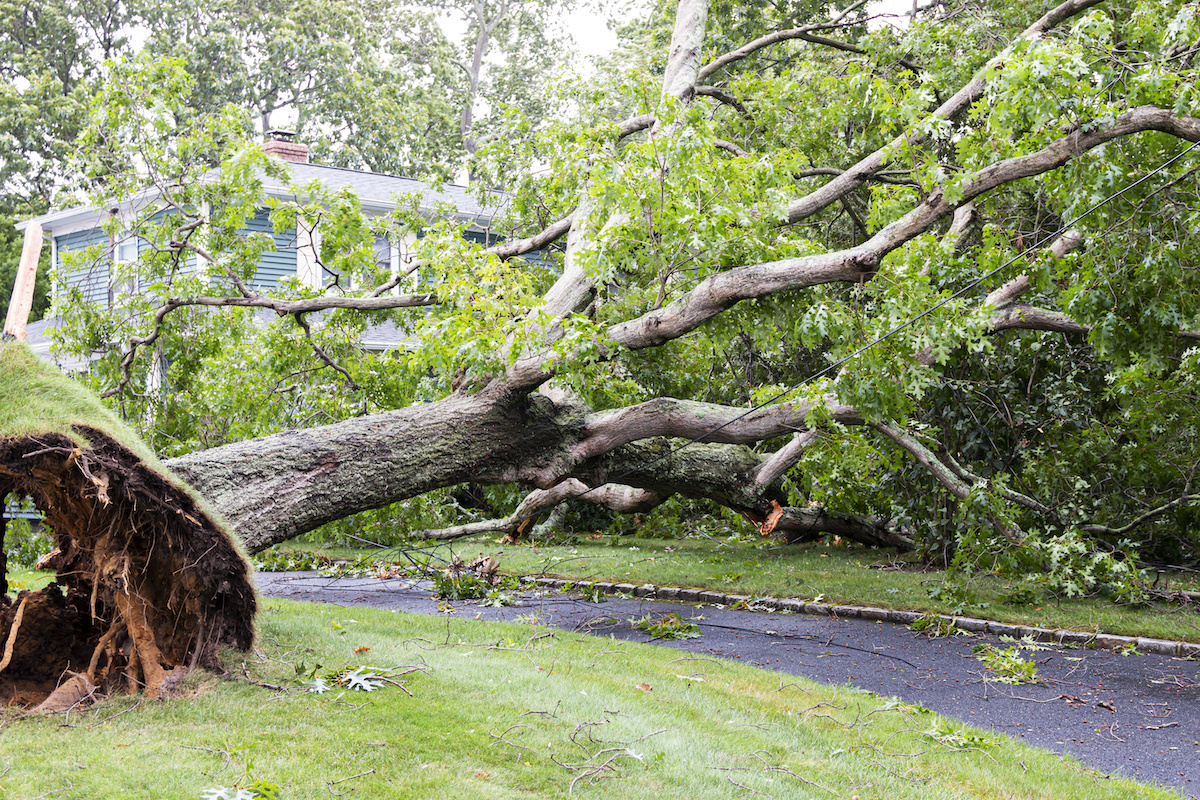 Tropical Storm and Hurricane Tree Damage: What You Need to Know ...