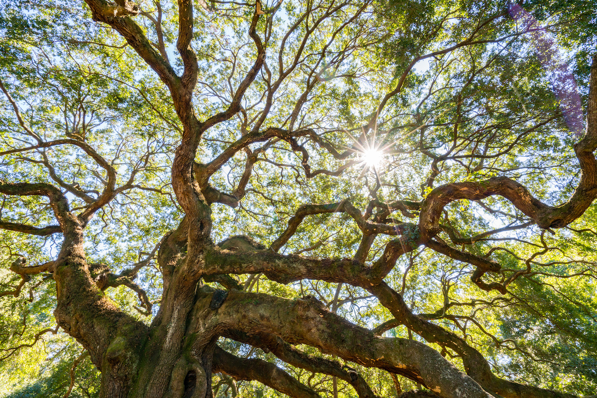 shade trees in florida