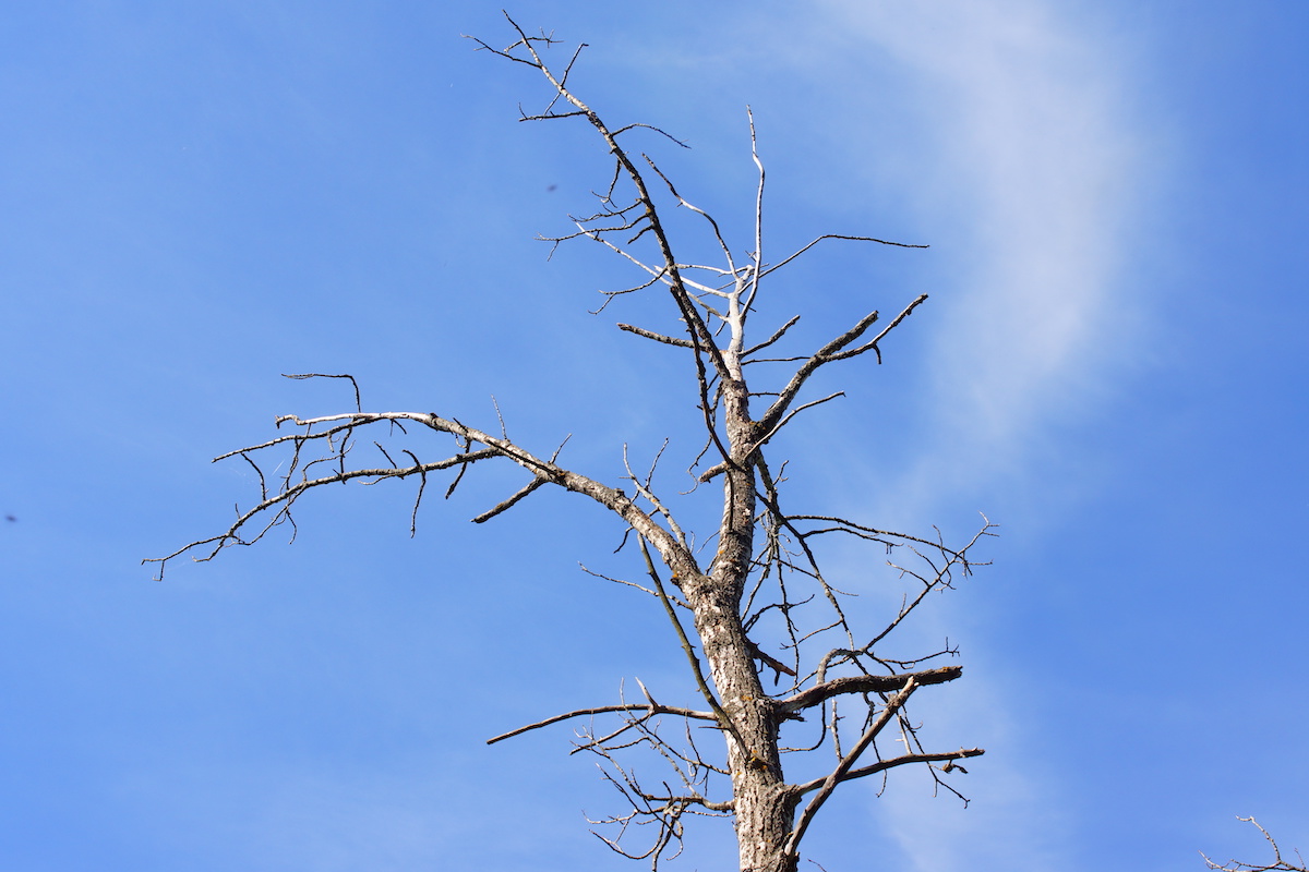 tree trimming