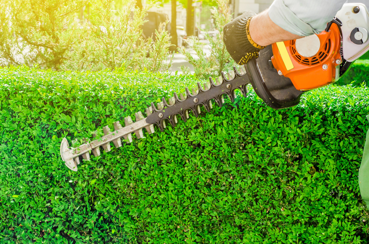 hedge trimming