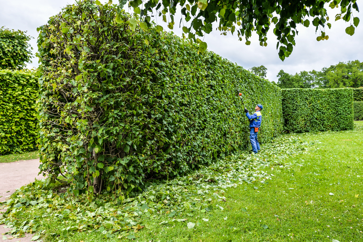 When Should I Cut My Box Hedge