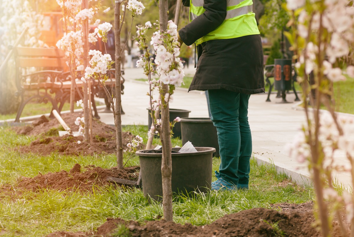 planting trees in florida